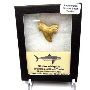 Genuine Paleocene Age Pathological Otodus Shark Tooth for sale from Morocco #8d