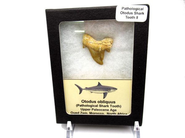 Genuine Paleocene Age Pathological Otodus Shark Tooth for sale from Morocco #8d