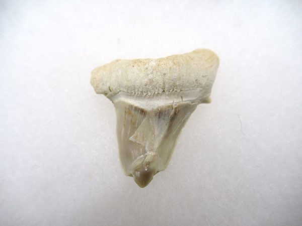 Genuine Paleocene Age Pathological Otodus Shark Tooth for sale from Morocco #9