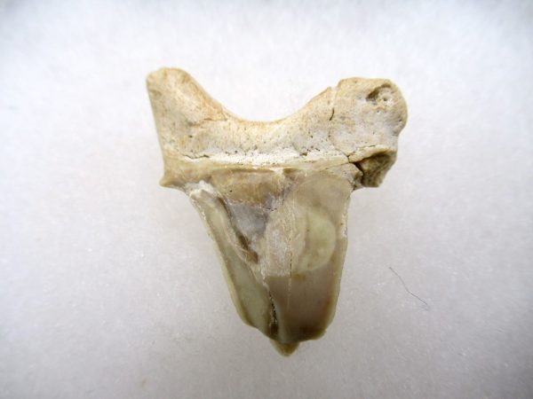 Genuine Paleocene Age Pathological Otodus Shark Tooth for sale from Morocco #9a