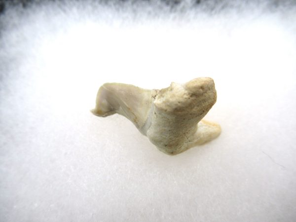 Genuine Paleocene Age Pathological Otodus Shark Tooth for sale from Morocco #9b