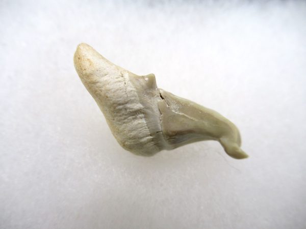 Genuine Paleocene Age Pathological Otodus Shark Tooth for sale from Morocco #9c