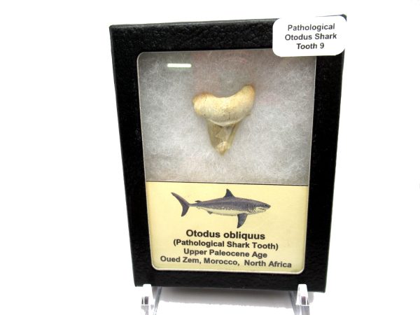 Genuine Paleocene Age Pathological Otodus Shark Tooth for sale from Morocco #9d