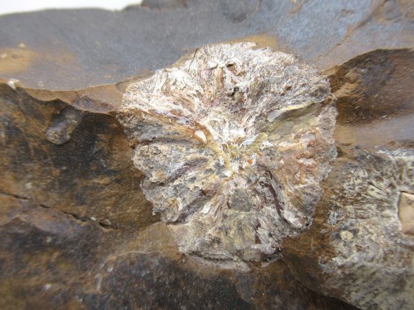 North Dakota Paleocene Plant #43 - Image 2