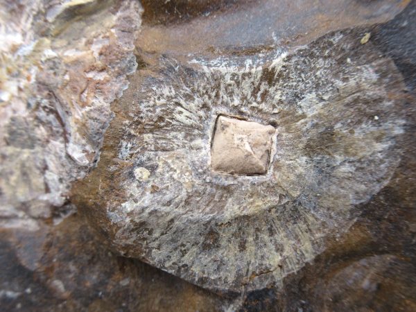 North Dakota Paleocene Plant #43 - Image 3