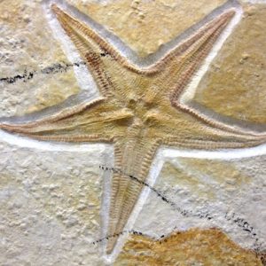 Echinoderms