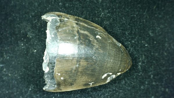 Genuine Triassic Age Phytosaur Reptile Tooth From Texas for Sale #36