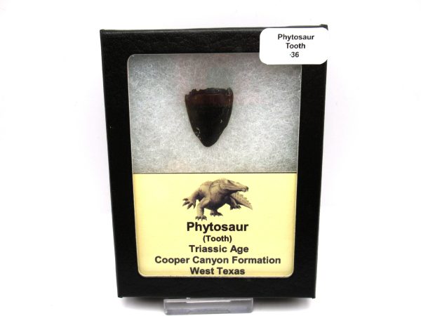 Genuine Triassic Age Phytosaur Reptile Tooth From Texas for Sale #36