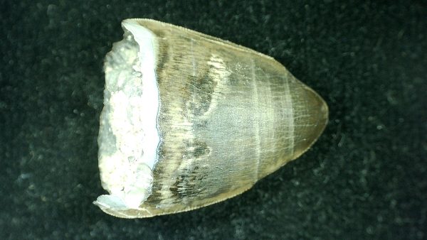 Genuine Triassic Age Phytosaur Reptile Tooth From Texas for Sale #36a