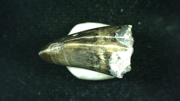 Genuine Triassic Age Phytosaur Reptile Tooth From Texas for Sale #36b