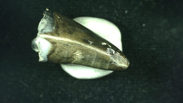 Genuine Triassic Age Phytosaur Reptile Tooth From Texas for Sale #36c