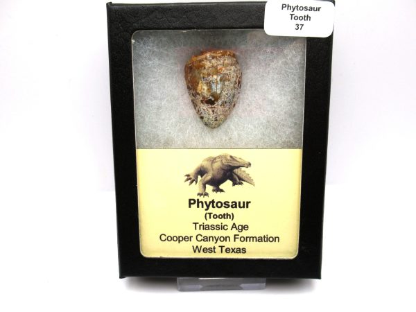 Genuine Triassic Age Phytosaur Reptile Tooth From Texas for Sale #37