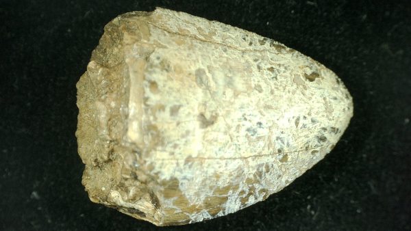 Genuine Triassic Age Phytosaur Reptile Tooth From Texas for Sale #37a