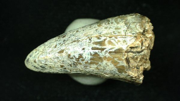 Genuine Triassic Age Phytosaur Reptile Tooth From Texas for Sale #37b