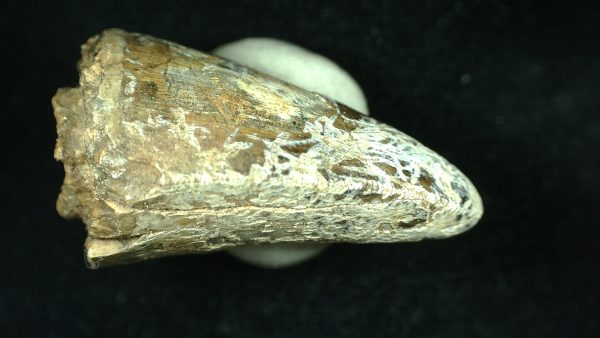 Genuine Triassic Age Phytosaur Reptile Tooth From Texas for Sale #37c