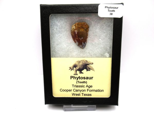 Genuine Triassic Age Phytosaur Reptile Tooth From Texas for Sale #38