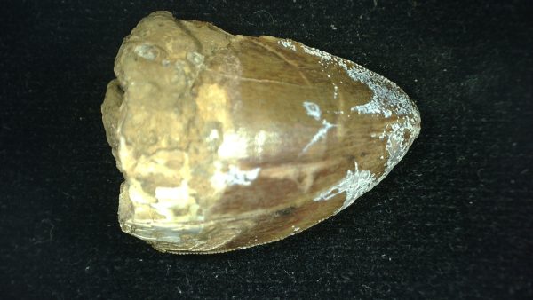 Genuine Triassic Age Phytosaur Reptile Tooth From Texas for Sale #38a