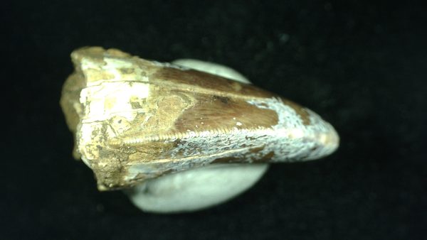 Genuine Triassic Age Phytosaur Reptile Tooth From Texas for Sale #38b