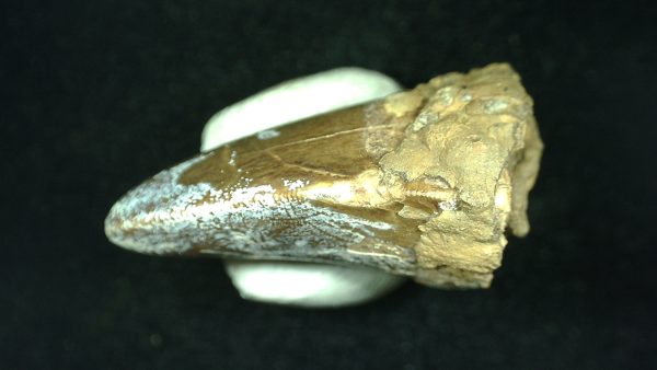 Genuine Triassic Age Phytosaur Reptile Tooth From Texas for Sale #35c