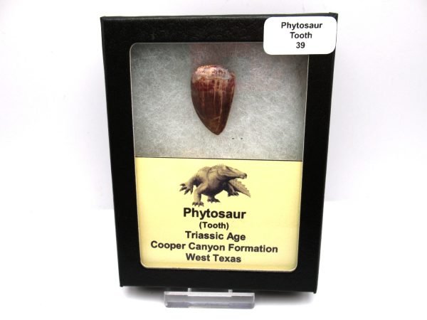 Genuine Triassic Age Phytosaur Reptile Tooth From Texas for Sale #39