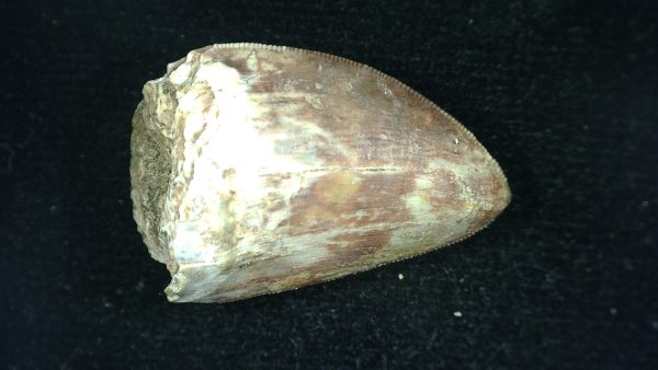 Genuine Triassic Age Phytosaur Reptile Tooth From Texas for Sale #39a