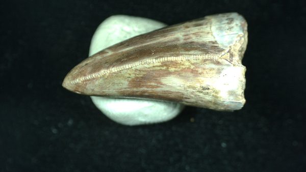 Genuine Triassic Age Phytosaur Reptile Tooth From Texas for Sale #39b