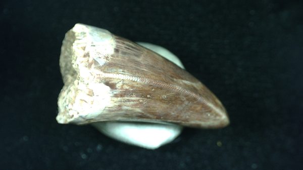 Genuine Triassic Age Phytosaur Reptile Tooth From Texas for Sale #39c