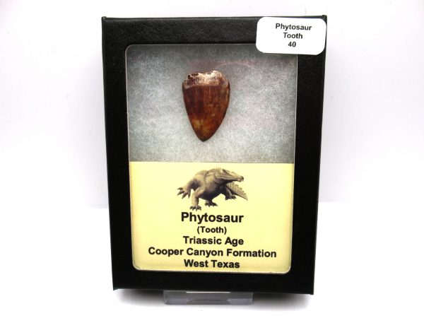 Genuine Triassic Age Phytosaur Reptile Tooth From Texas for Sale #40