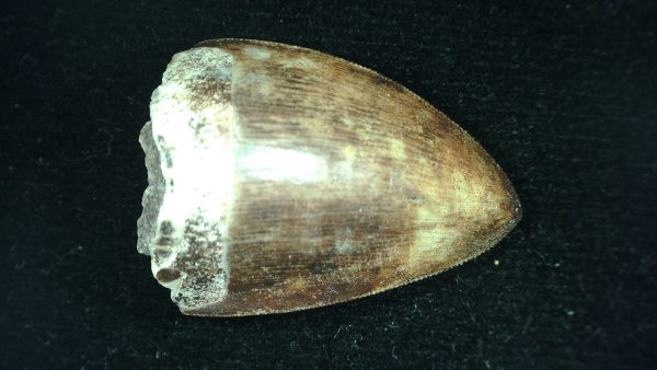 Genuine Triassic Age Phytosaur Reptile Tooth From Texas for Sale #40