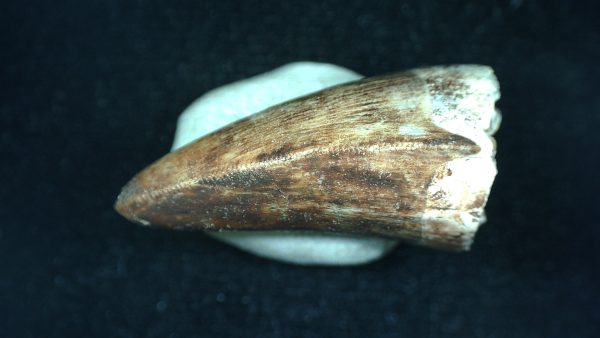 Genuine Triassic Age Phytosaur Reptile Tooth From Texas for Sale #40b