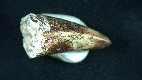 Genuine Triassic Age Phytosaur Reptile Tooth From Texas for Sale #40c