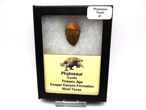 Genuine Triassic Age Phytosaur Reptile Tooth From Texas for Sale #41