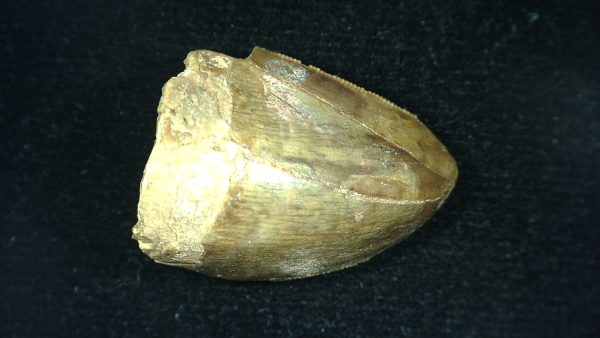 Genuine Triassic Age Phytosaur Reptile Tooth From Texas for Sale #41