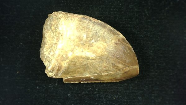 Genuine Triassic Age Phytosaur Reptile Tooth From Texas for Sale #41c