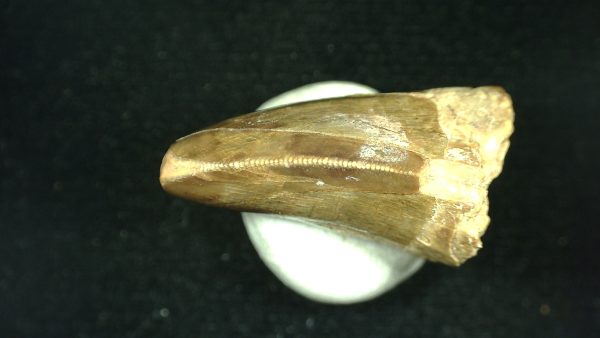 Genuine Triassic Age Phytosaur Reptile Tooth From Texas for Sale #41b