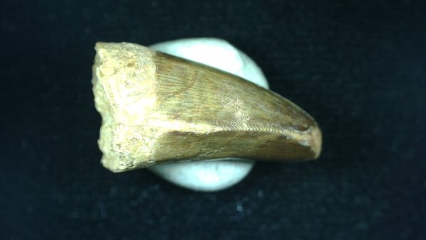 Genuine Triassic Age Phytosaur Reptile Tooth From Texas for Sale #41c