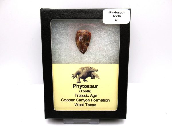 Genuine Triassic Age Phytosaur Reptile Tooth From Texas for Sale #43-1