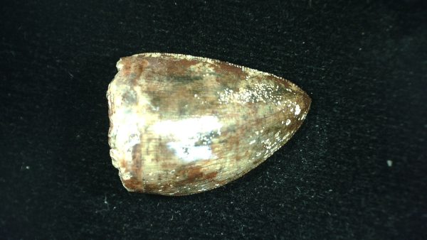 Genuine Triassic Age Phytosaur Reptile Tooth From Texas for Sale #43