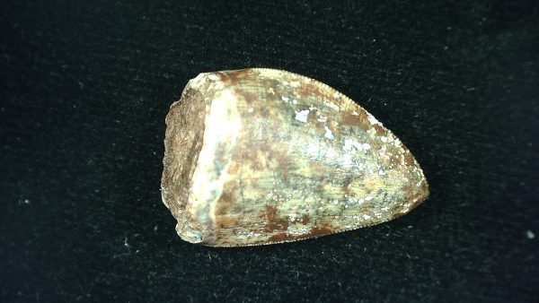 Genuine Triassic Age Phytosaur Reptile Tooth From Texas for Sale #43a