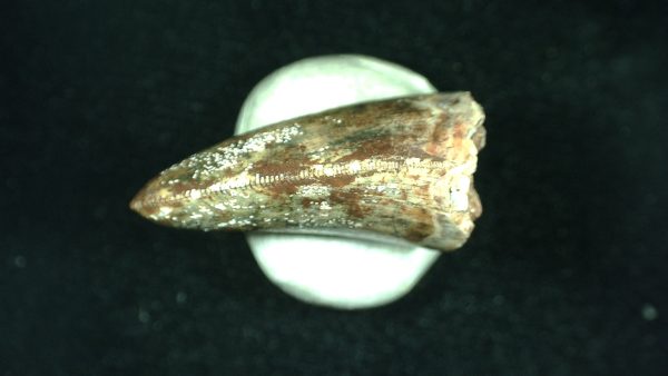 Genuine Triassic Age Phytosaur Reptile Tooth From Texas for Sale #43b