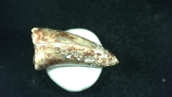 Genuine Triassic Age Phytosaur Reptile Tooth From Texas for Sale #43c