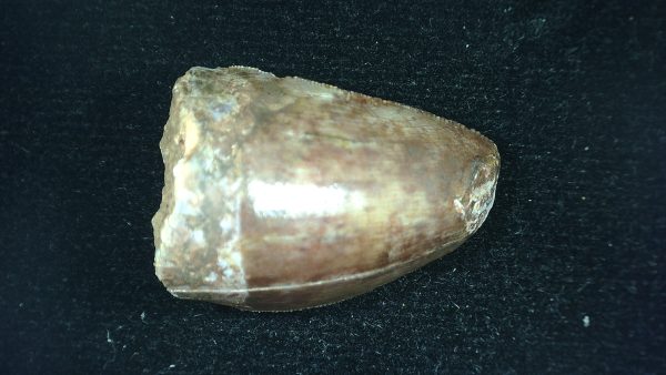 Genuine Triassic Age Phytosaur Reptile Tooth From Texas for Sale #43