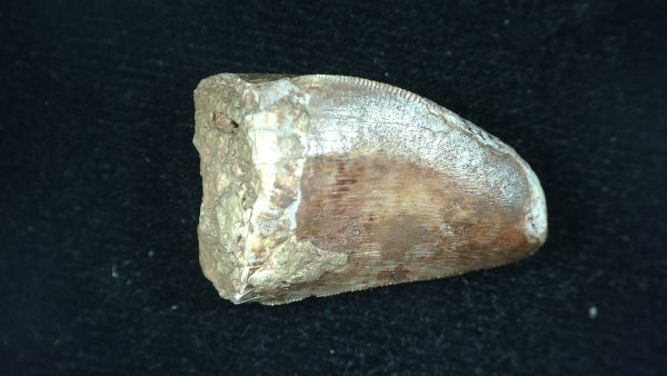 Genuine Triassic Age Phytosaur Reptile Tooth From Texas for Sale #44a