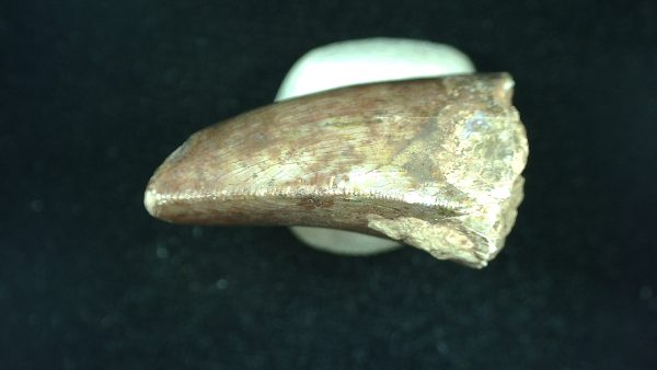 Genuine Triassic Age Phytosaur Reptile Tooth From Texas for Sale #44b