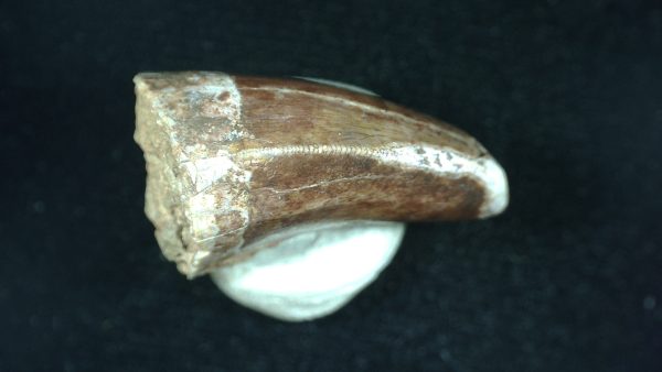 Genuine Triassic Age Phytosaur Reptile Tooth From Texas for Sale #44c