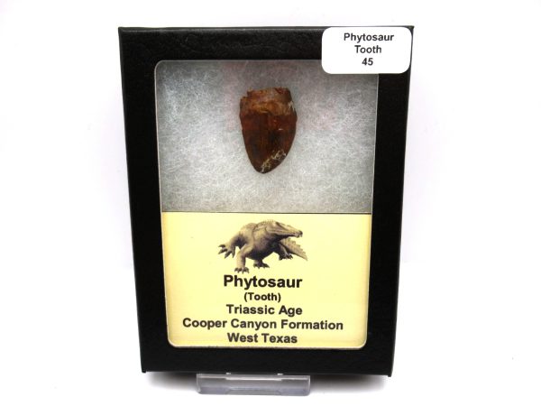 Genuine Triassic Age Phytosaur Reptile Tooth From Texas for Sale #45-1