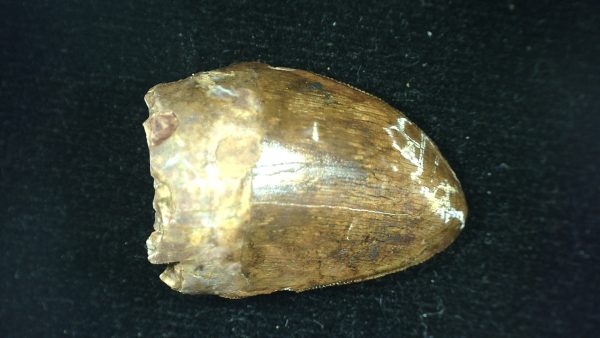 Genuine Triassic Age Phytosaur Reptile Tooth From Texas for Sale #45