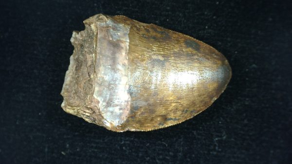 Genuine Triassic Age Phytosaur Reptile Tooth From Texas for Sale #45a