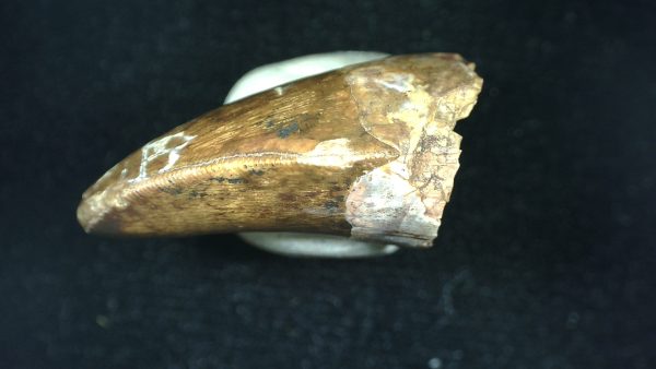 Genuine Triassic Age Phytosaur Reptile Tooth From Texas for Sale #45c