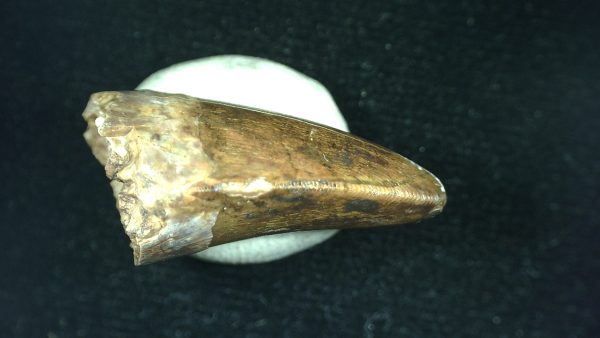 Genuine Triassic Age Phytosaur Reptile Tooth From Texas for Sale #45c